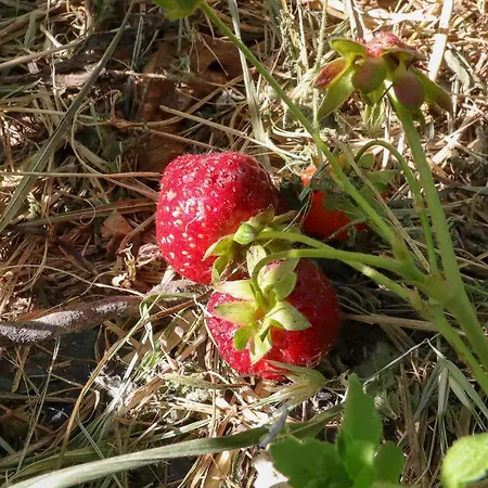 Séjour à la ferme La Vecchia Cascina *